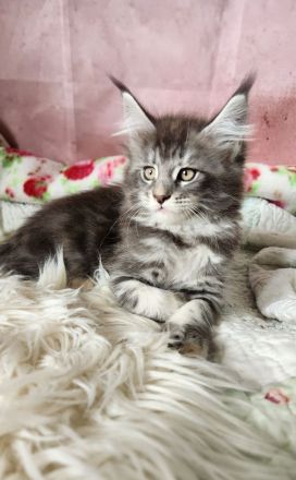 =^..^=Traumhaft schöne Maine Coon kitten mit Stammbaum aus seriöser Zucht =^..^=