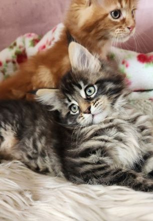 =^..^=Traumhaft schöne Maine Coon kitten mit Stammbaum aus seriöser Zucht =^..^=