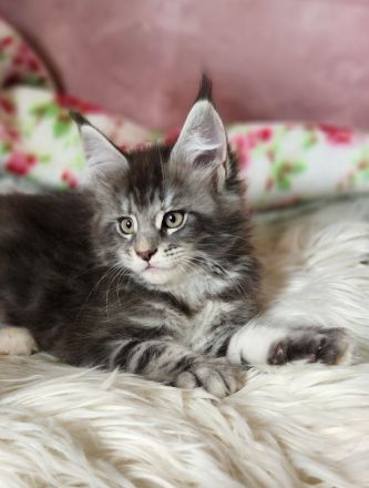 =^..^=Traumhaft schöne Maine Coon kitten mit Stammbaum aus seriöser Zucht =^..^=