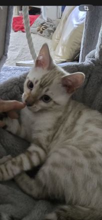 Hübscher Snow Bengal Junge