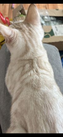 Hübscher Snow Bengal Junge