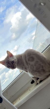 Hübscher Snow Bengal Junge