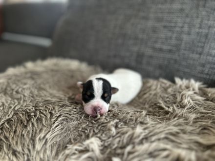 Parson Jack russell Terrier Russel Welpen rau glatt Hündin Rüde