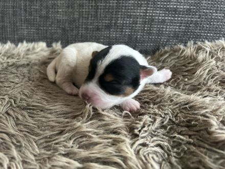 Parson Jack russell Terrier Russel Welpen rau glatt Hündin Rüde