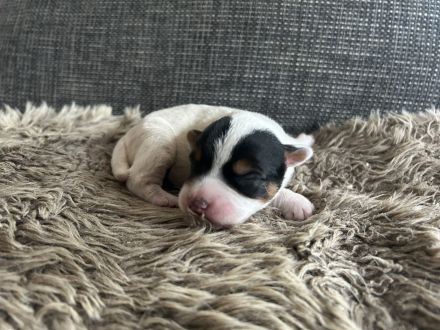 Parson Jack russell Terrier Russel Welpen rau glatt Hündin Rüde