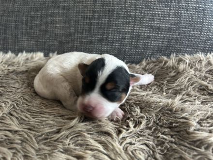 Parson Jack russell Terrier Russel Welpen rau glatt Hündin Rüde