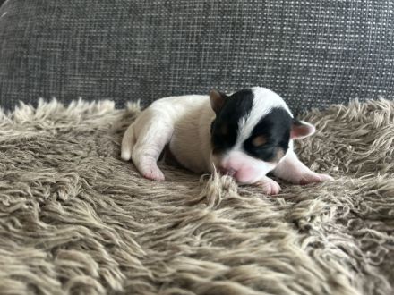 Parson Jack russell Terrier Russel Welpen rau glatt Hündin Rüde