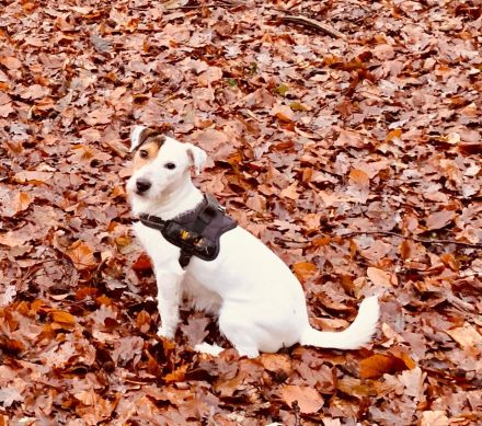 Parson Jack russell Terrier Russel Welpen rau glatt Hündin Rüde