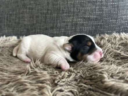 Parson Jack russell Terrier Russel Welpen rau glatt Hündin Rüde