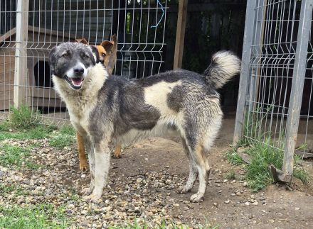 Elio, 3 Jahre, freundlich, aktiv, sucht ebensolche Menschen
