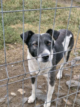 Elio, 3 Jahre, freundlich, aktiv, sucht ebensolche Menschen