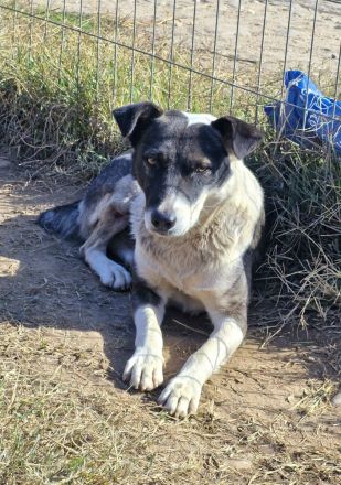 Elio, 3 Jahre, freundlich, aktiv, sucht ebensolche Menschen