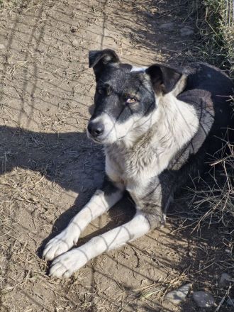 Elio, 3 Jahre, freundlich, aktiv, sucht ebensolche Menschen