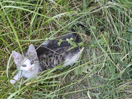 Wunderschöne Bengal-Mix Kitten suchen liebevolles Zuhause