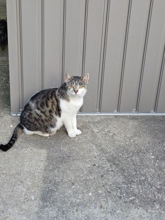 Wunderschöne Bengal-Mix Kitten suchen liebevolles Zuhause