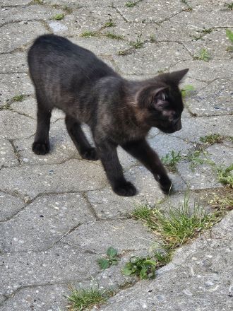 Wunderschöne Bengal-Mix Kitten suchen liebevolles Zuhause