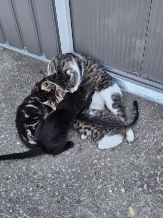 Wunderschöne Bengal-Mix Kitten suchen liebevolles Zuhause