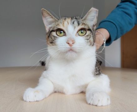 Magnolia und Melissa brauchen ein liebevolles Zuhause! Eilt!