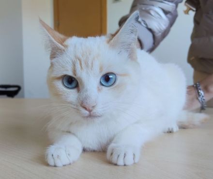 Magnolia und Melissa brauchen ein liebevolles Zuhause! Eilt!
