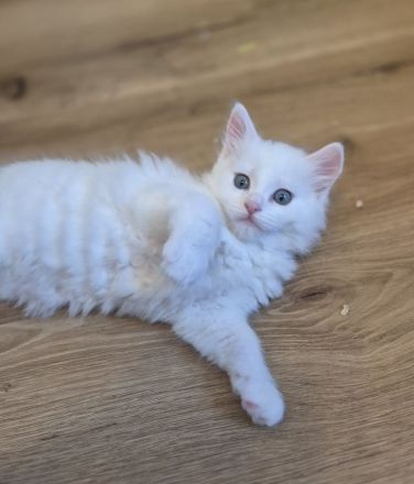 Türkisch Angora- Regdoll Kitten ( Mädchen) zu verkaufen