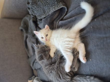 Türkisch Angora- Regdoll Kitten ( Mädchen) zu verkaufen