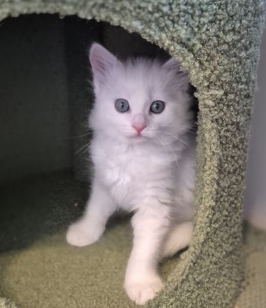 Türkisch Angora- Regdoll Kitten ( Mädchen) zu verkaufen