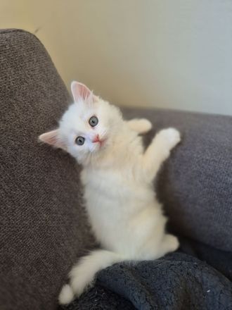 Türkisch Angora- Regdoll Kitten ( Mädchen) zu verkaufen