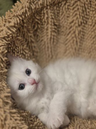Türkisch Angora- Regdoll Kitten ( Mädchen) zu verkaufen