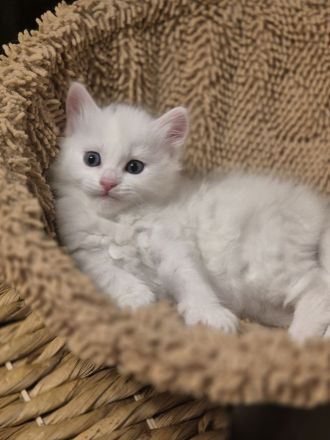 Türkisch Angora- Regdoll Kitten ( Mädchen) zu verkaufen
