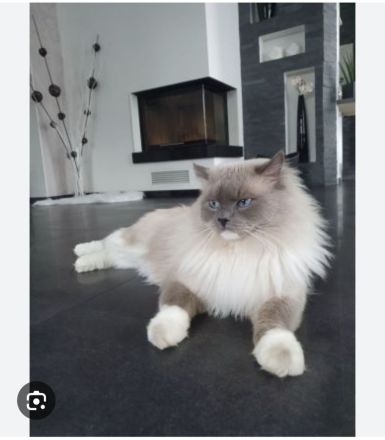Türkisch Angora- Regdoll Kitten ( Mädchen) zu verkaufen
