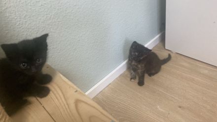 Bkh mix kitten abzugeben