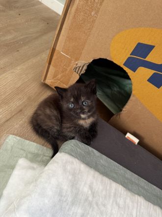 Bkh mix kitten abzugeben