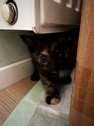 Bkh mix kitten abzugeben