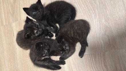 Bkh mix kitten abzugeben