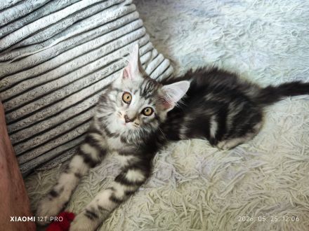 Reinrassige Maine Coon Kitten – Traumhafte Schmuser suchen ihr Für-immer-Zuhause 🐾