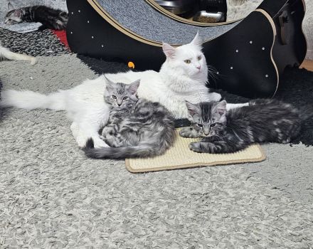 Reinrassige Maine Coon Kitten – Traumhafte Schmuser suchen ihr Für-immer-Zuhause 🐾