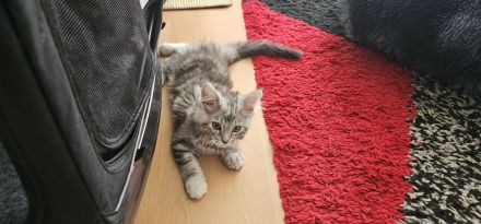 Reinrassige Maine Coon Kitten – Traumhafte Schmuser suchen ihr Für-immer-Zuhause 🐾