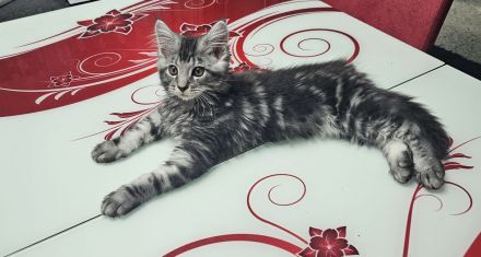 Reinrassige Maine Coon Kitten – Traumhafte Schmuser suchen ihr Für-immer-Zuhause 🐾