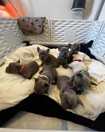 Wunderschöne Französische Bulldoggenwelpen zu verkaufen