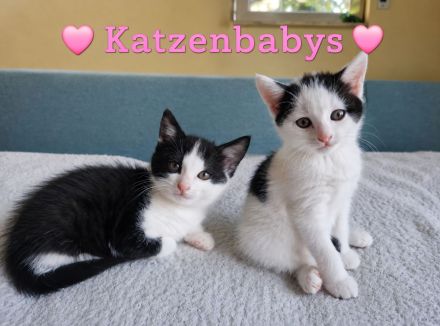 Babykatzen weiblich