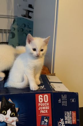 Süße Katzenbabys suchen neue zuhause