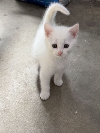 Süße Katzenbabys suchen neue zuhause