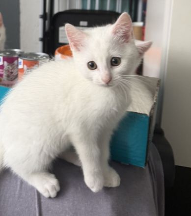 Süße Katzenbabys suchen neue zuhause