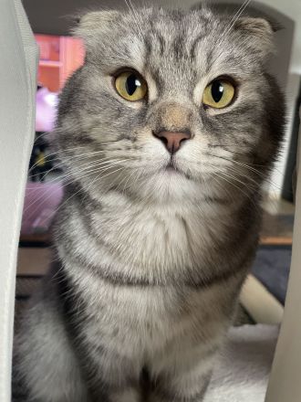 BKH Mix Kater