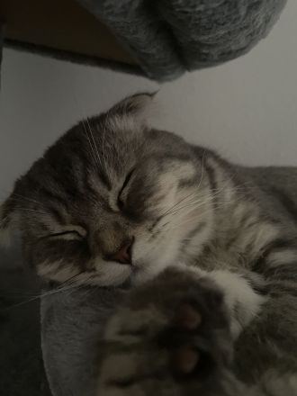 BKH Mix Kater