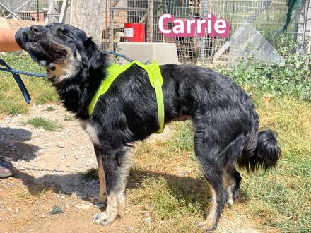 Carrie, 04/25 - junge Hündin sucht Chance