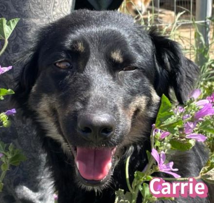 Carrie, 04/25 - junge Hündin sucht Chance