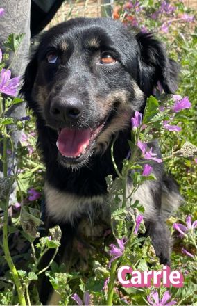 Carrie, 04/25 - junge Hündin sucht Chance