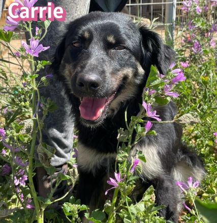 Carrie, 04/25 - junge Hündin sucht Chance