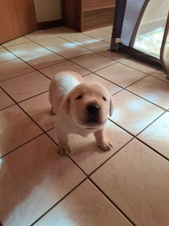 Reinrassige Labrador Welpen zu verkaufen
